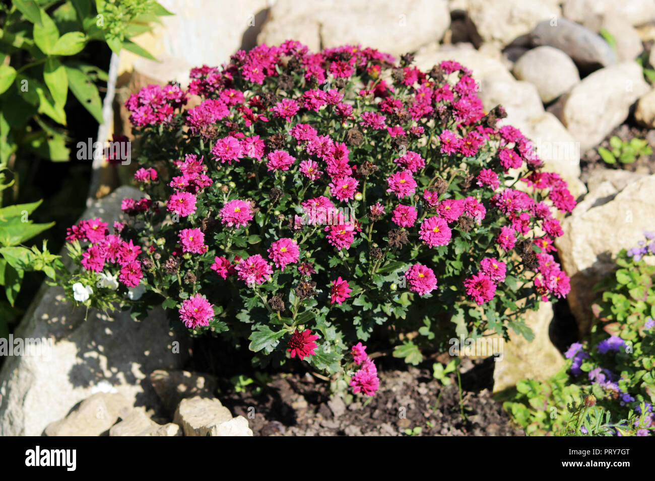 Pulvérisation Vivaces Chrysanthemum Couleur Rose Foncé Avec