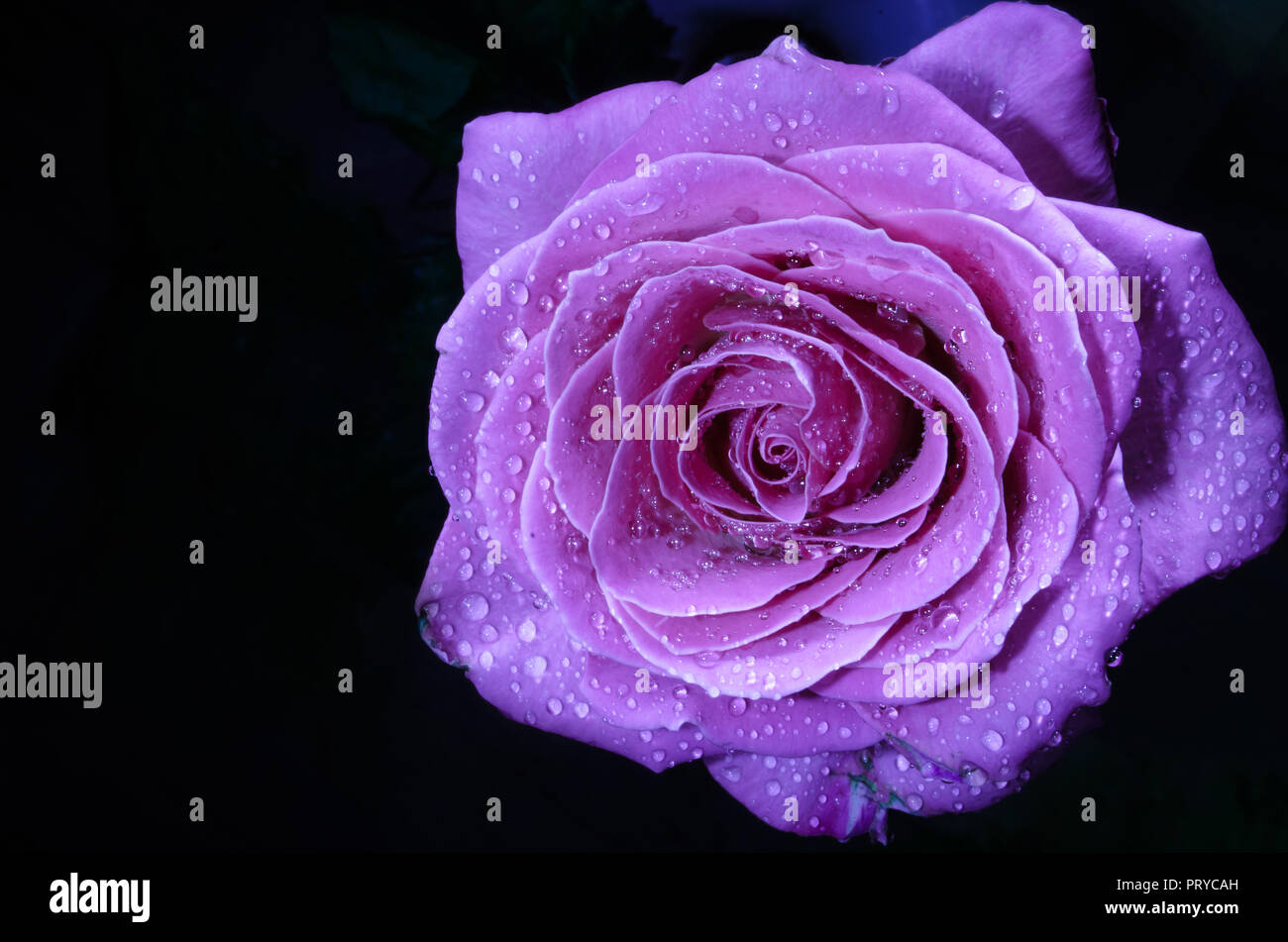 Belle rose violet avec des gouttes de rosée, sur fond noir. Banque D'Images