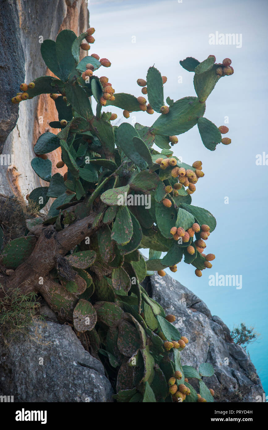De plus en plus sur une falaise rocheuse de cactus Banque D'Images