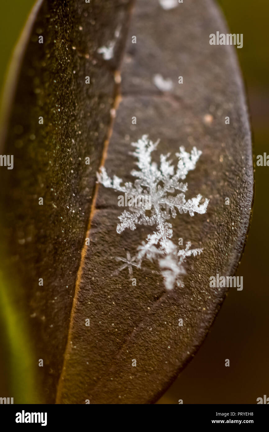 Flocon de neige sur leaf Banque D'Images