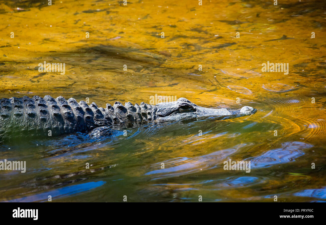 Close up de alligator la moitié submergé par une eau de couleur orange et jaune Banque D'Images