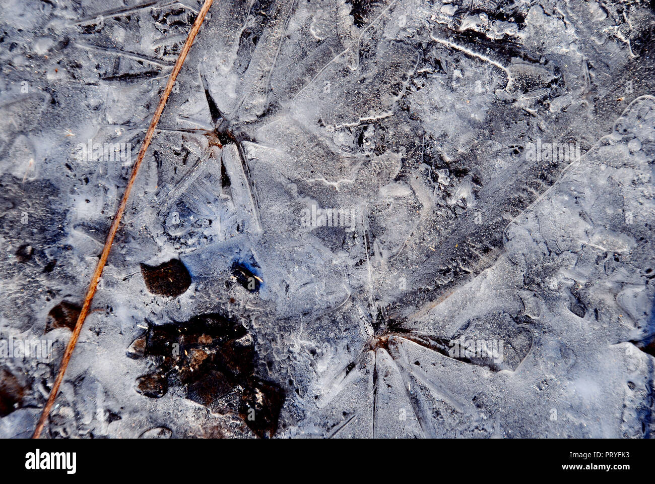 Un résumé de l'arrière-plan artistique, avec glace fleur ou étoile des formes dans le sol gelé, dans les tons de noir, gris et blanc, avec une branche sur le sid Banque D'Images