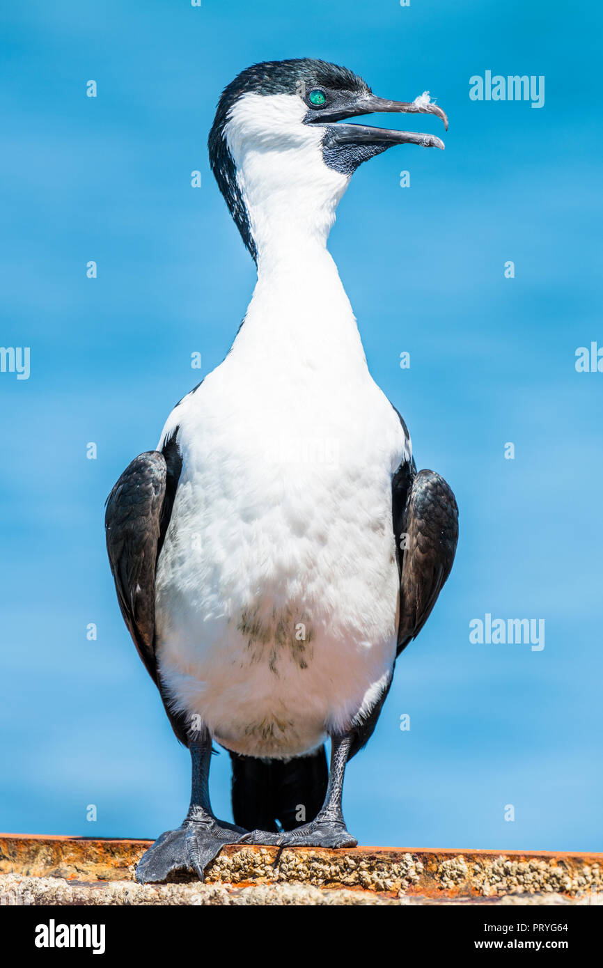 Black-faced cormorant (Phalacrocorax fuscescens), se dresse sur le mur, l'Australie du Sud, Australie, Australie Banque D'Images