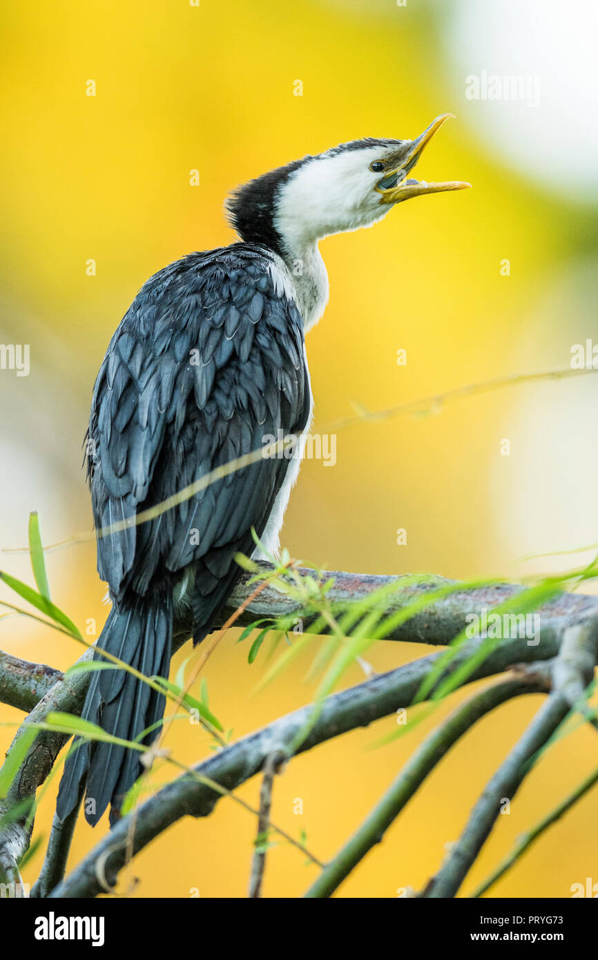 Grand Héron (Ardea), se trouve dans l'arbre d'appel, l'Australie du Sud, Australie Banque D'Images
