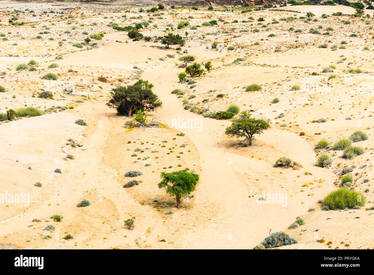 Vue aérienne du désert, paysage, rivière à sec avec des arbres verts, Namib-Naukluft National Park, au nord-est Banque D'Images