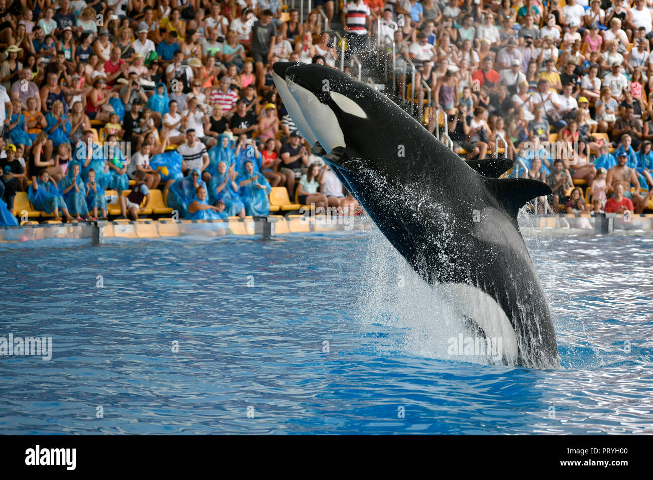 Deux épaulards (Orcinus orca) sauter de manière synchrone, captive, Orca Show, Loro Parque, Puerto de la Cruz, Tenerife Banque D'Images