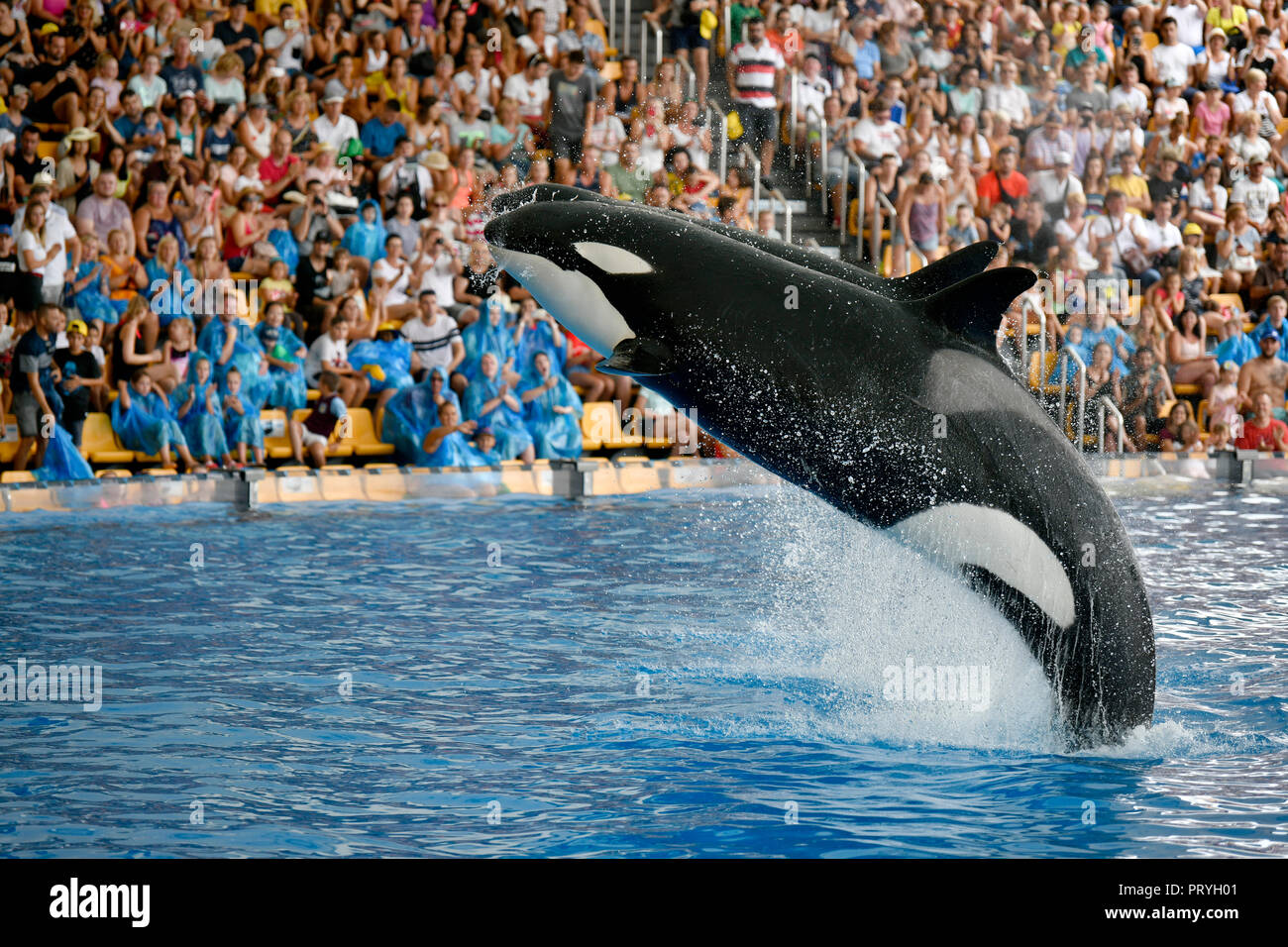 Deux épaulards (Orcinus orca) sauter de manière synchrone, captive, Orca Show, Loro Parque, Puerto de la Cruz, Tenerife Banque D'Images