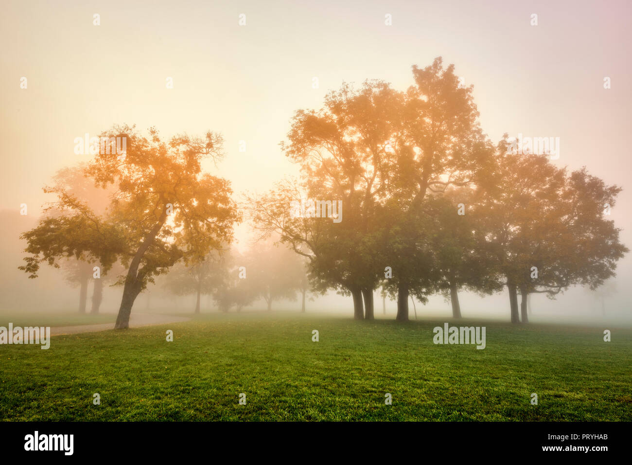 Brouillard dans un parc Banque D'Images