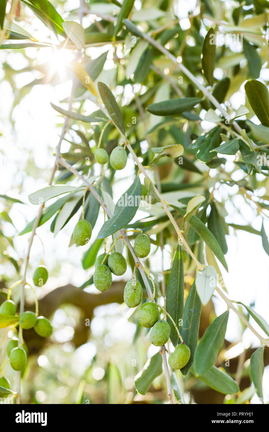 Détail de l'arbre d'olive branch sur la colline toscane Monterappoli Florence Italie. Banque D'Images