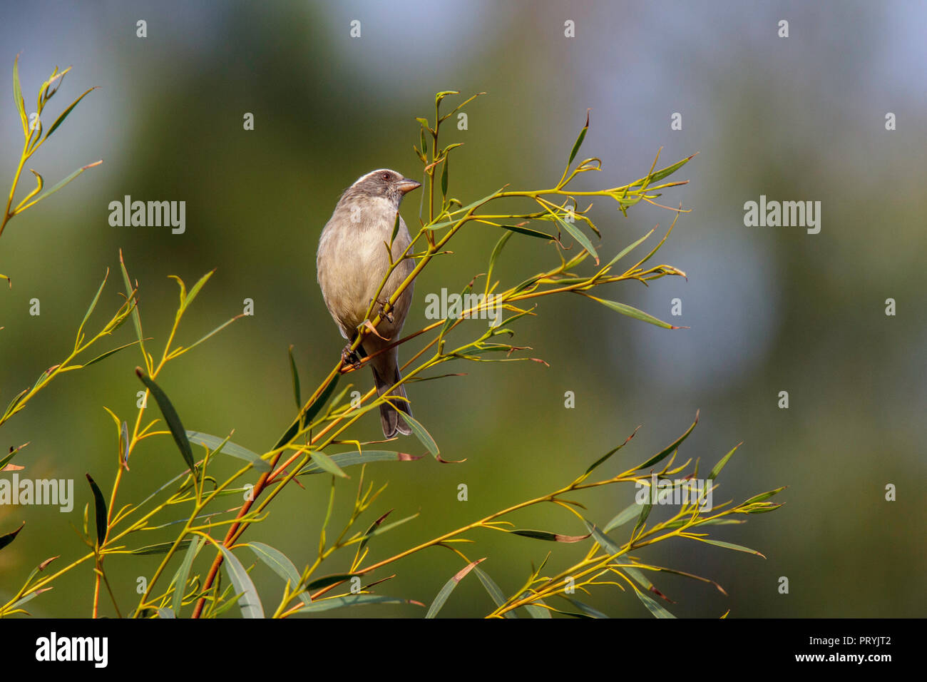 Serin à tête strié, Ochrospiza gularis Himeville, Kwazulu/Natal, Afrique du Sud 31 août 2018 Hommes adultes Fringillidae Banque D'Images