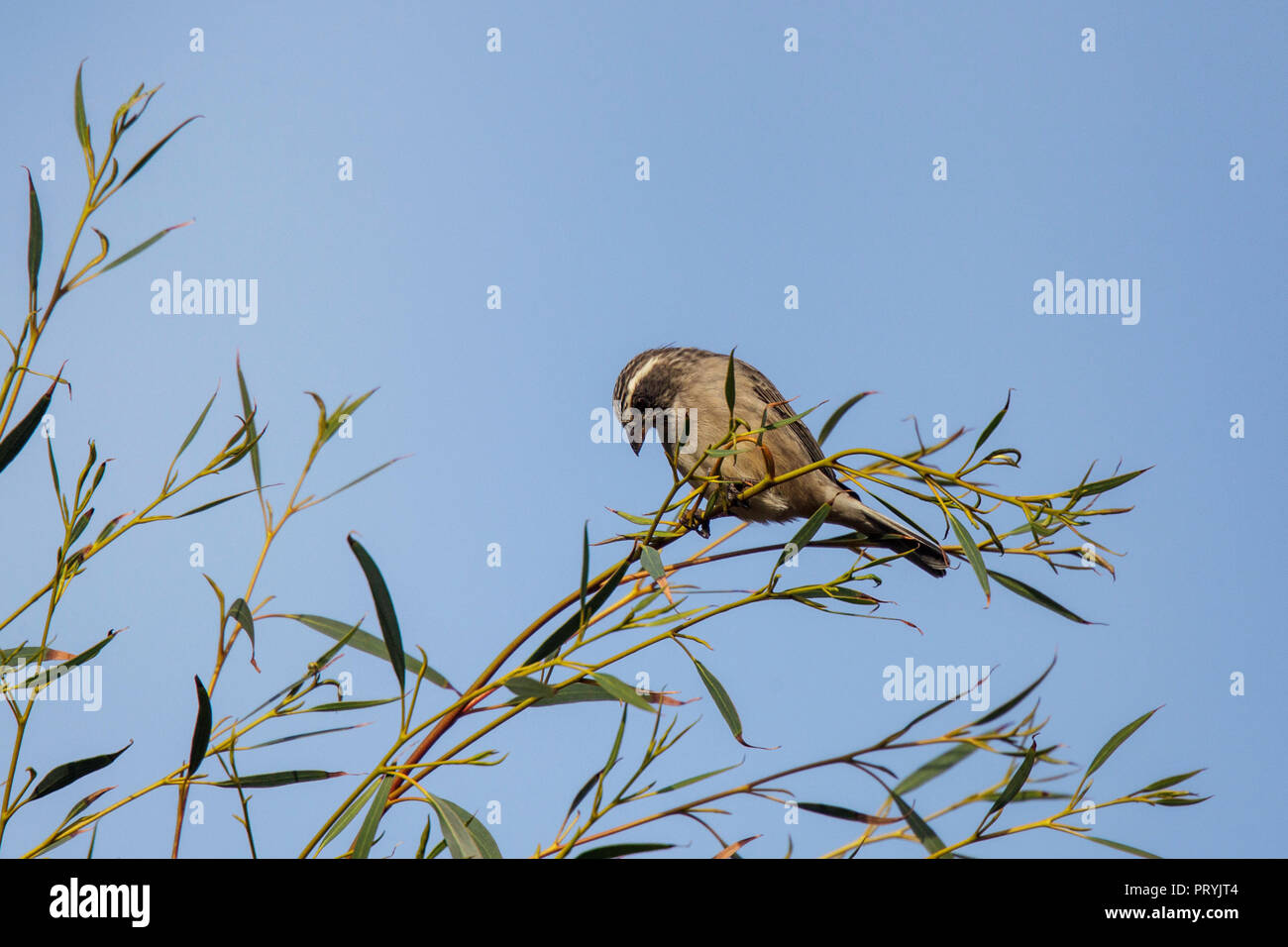 Serin à tête strié, Ochrospiza gularis Himeville, Kwazulu/Natal, Afrique du Sud 31 août 2018 Hommes adultes Fringillidae Banque D'Images