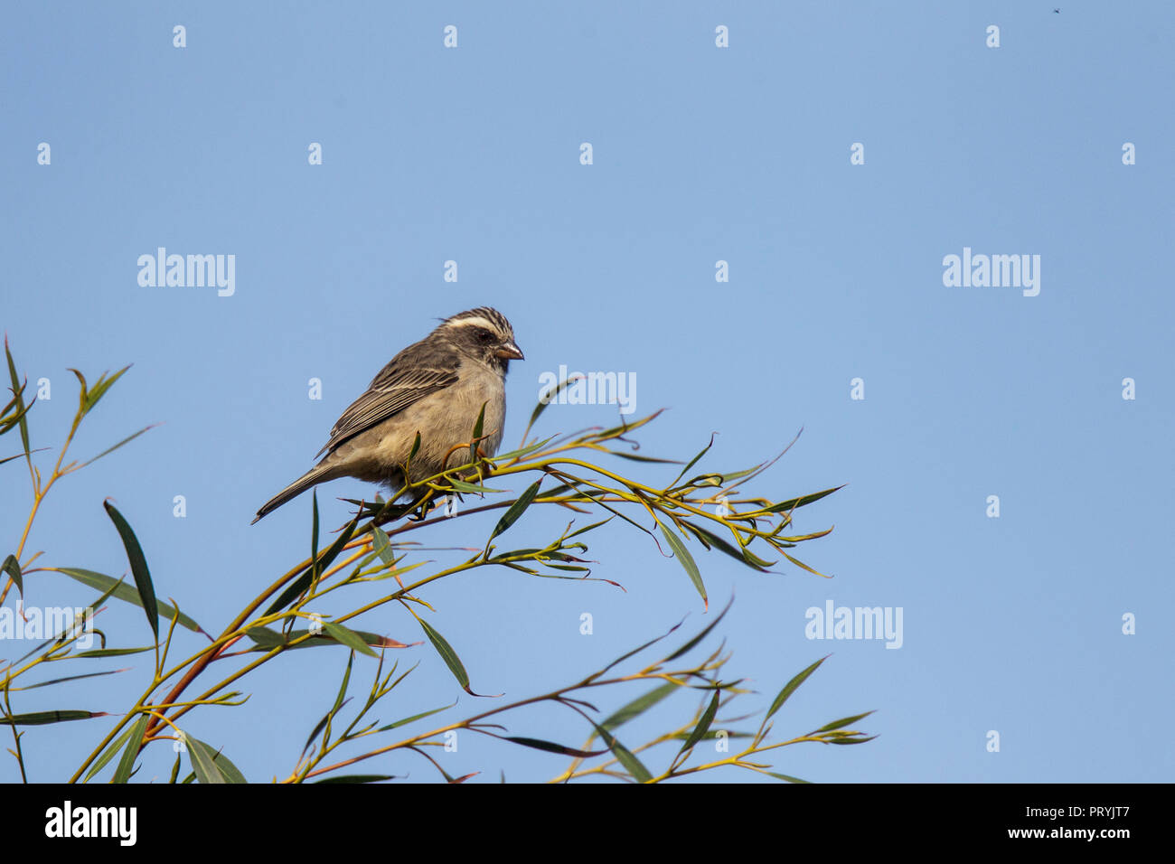 Serin à tête strié, Ochrospiza gularis Himeville, Kwazulu/Natal, Afrique du Sud 31 août 2018 Hommes adultes Fringillidae Banque D'Images