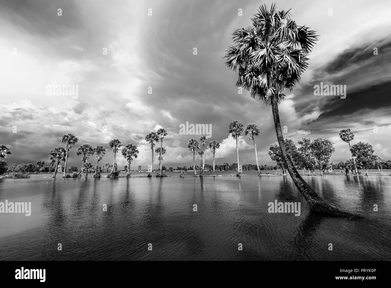 Rangée de palmiers en silhouette réfléchir sur la surface de l'eau de la rivière à l'automne après-midi Banque D'Images