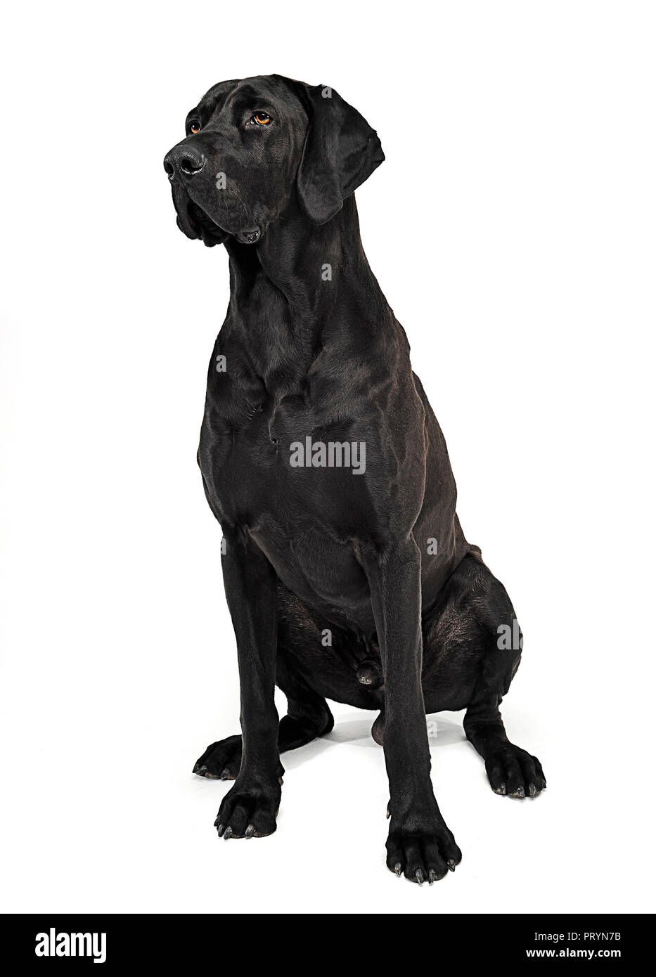 Mixed breed dog sitting noir en blanc studio Banque D'Images