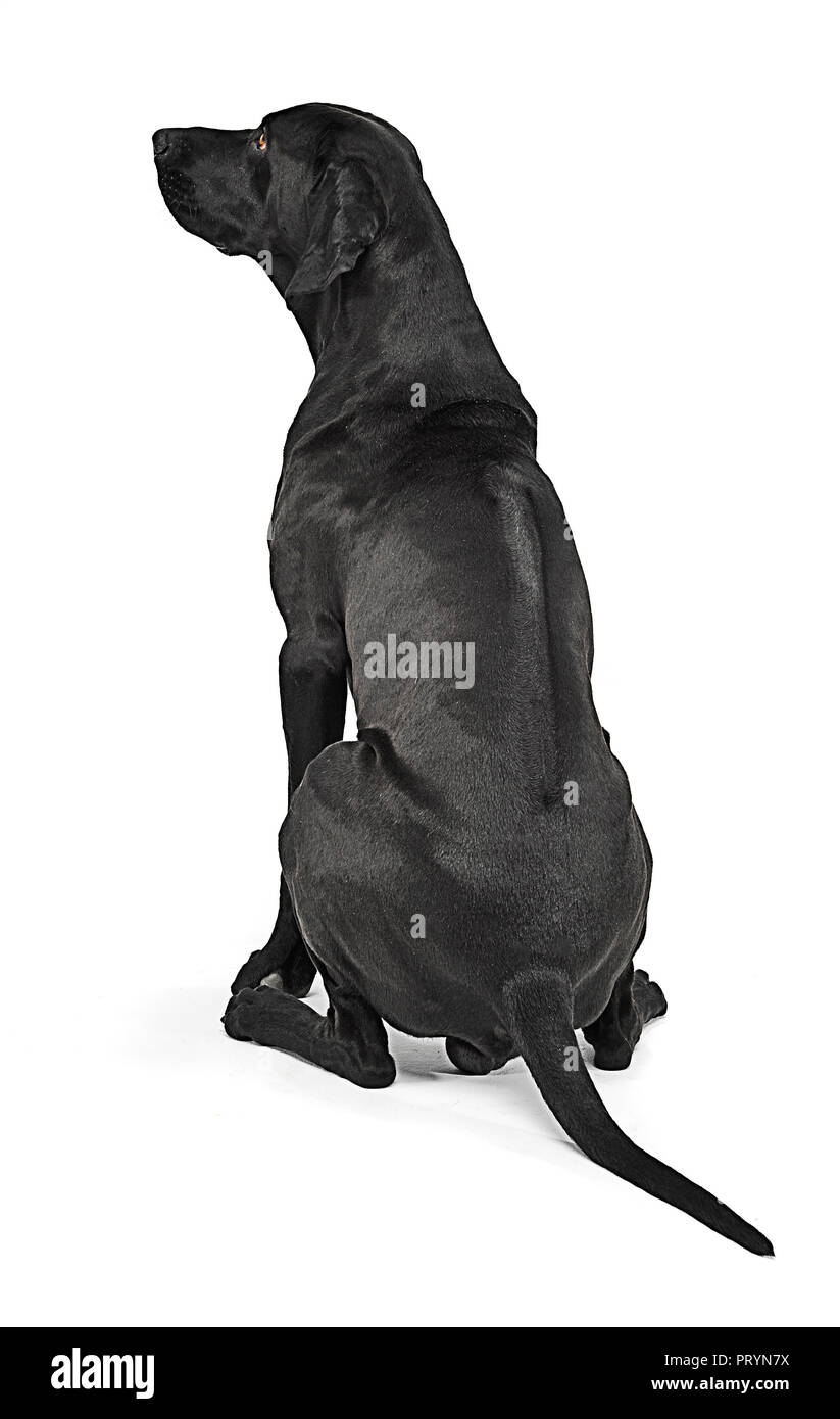 Mixed breed dog noir montrant sa crête dorsale en studio blanc Banque D'Images