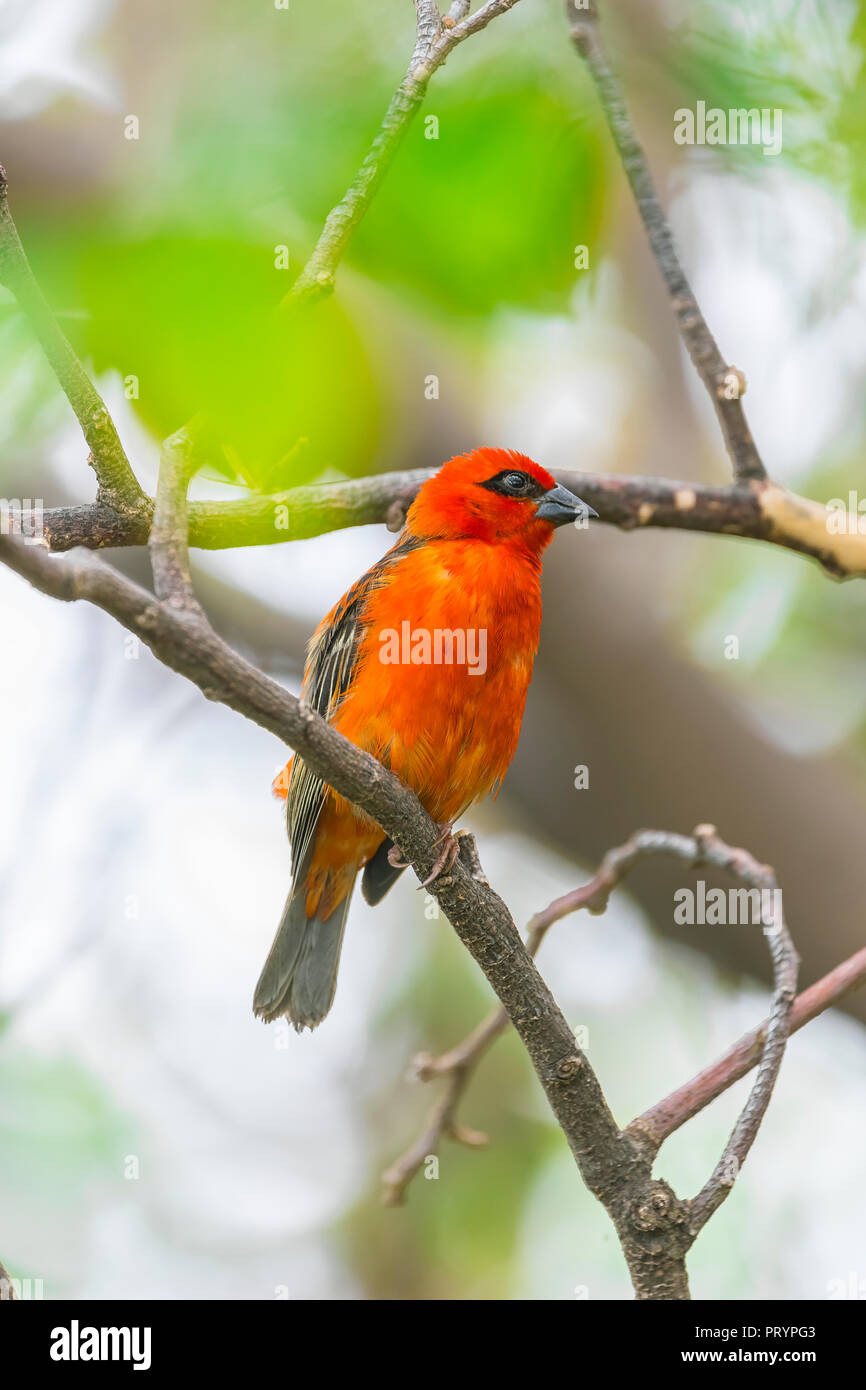 L'Ile Maurice, red fody, Foudia madagascariensis, perching on twig Banque D'Images