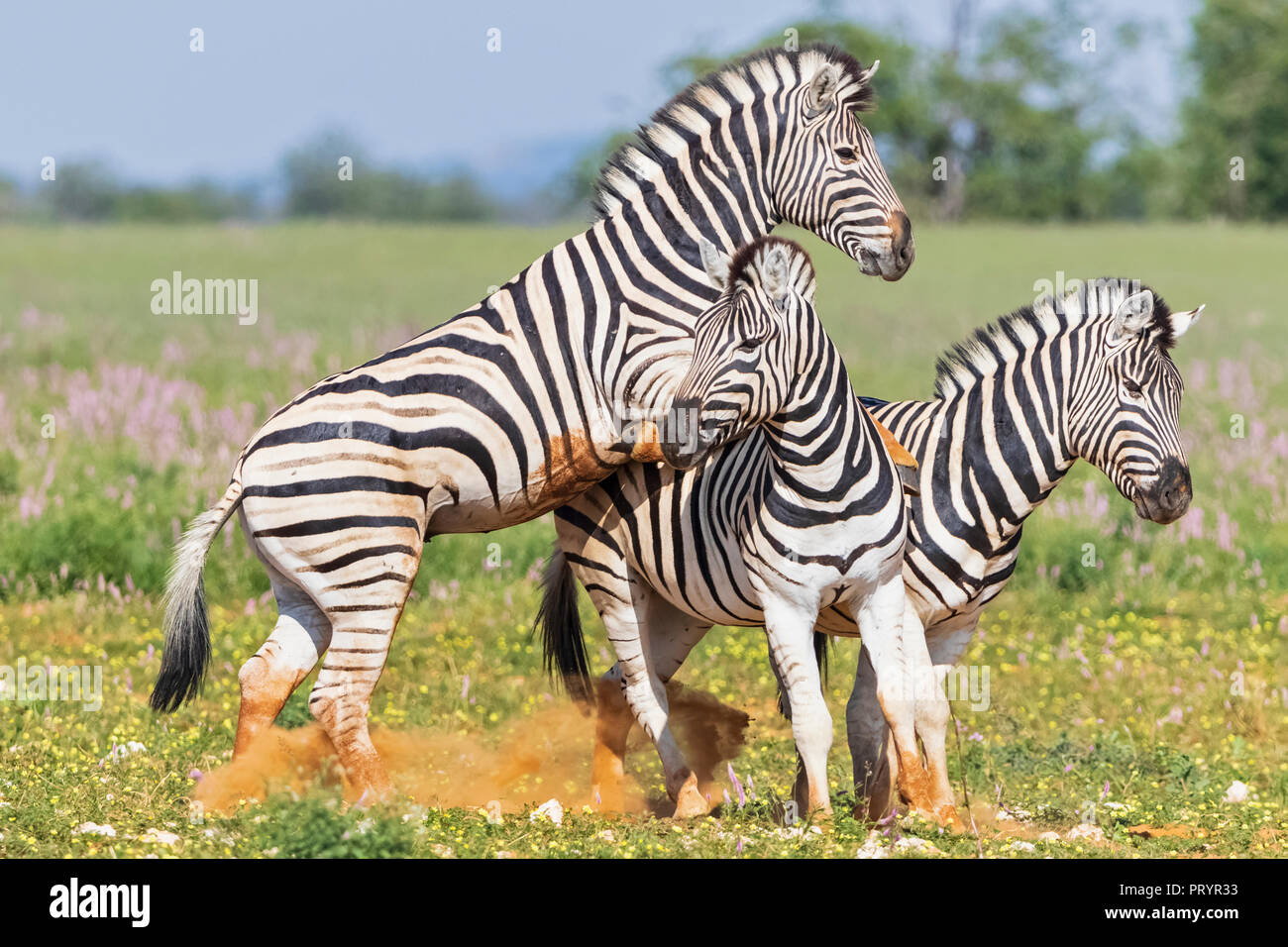 L'Afrique, la Namibie, Etosha National Park, burchell Equus quagga burchelli zèbres, combats, Banque D'Images