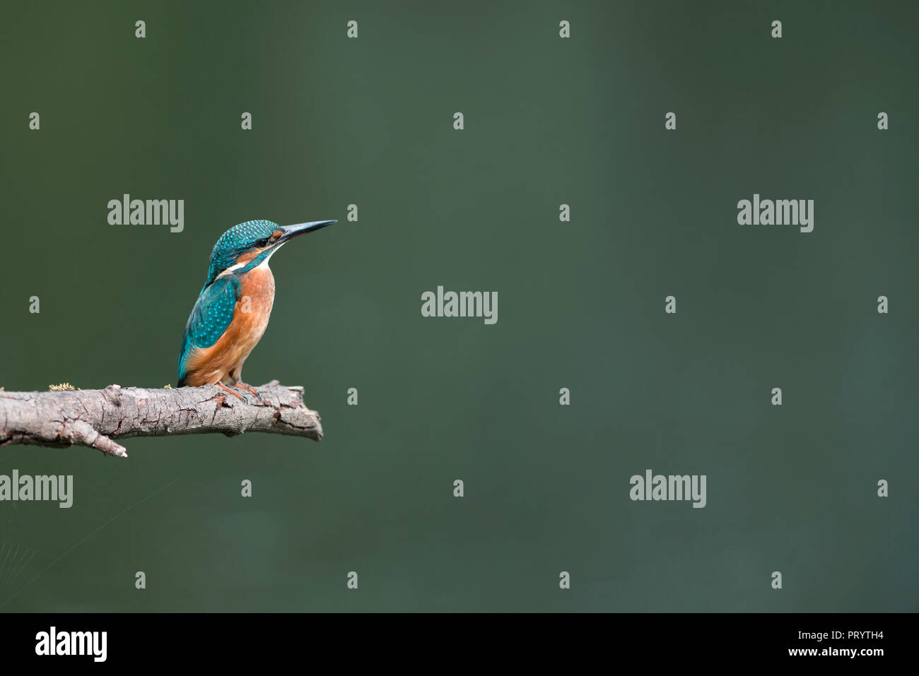 Kingfisher perching on branch Banque D'Images