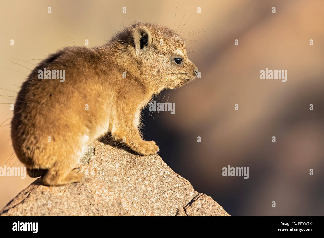 La Namibie, Keetmanshoop, Rock dassie, Procavia capensis, jeune animal Banque D'Images