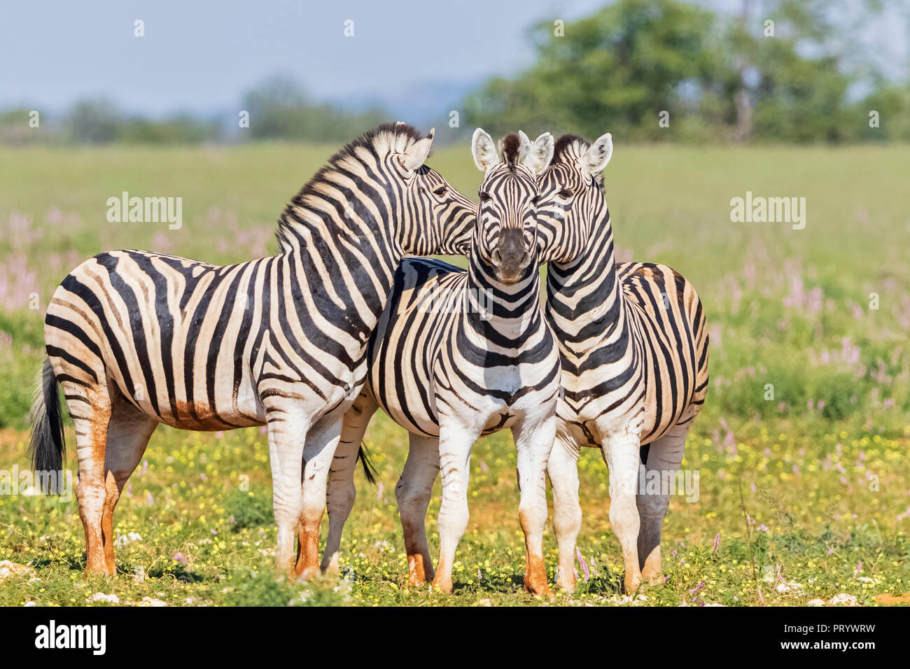 L'Afrique, la Namibie, Etosha National Park, burchell Equus quagga burchelli zèbres, Banque D'Images
