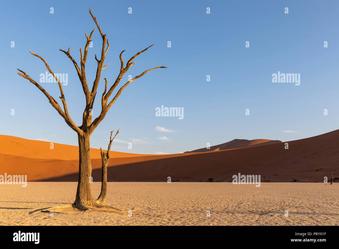 L'Afrique, la Namibie, Namib-Naukluft National Park, Deadvlei, dead acacia dans l'argile pan Banque D'Images