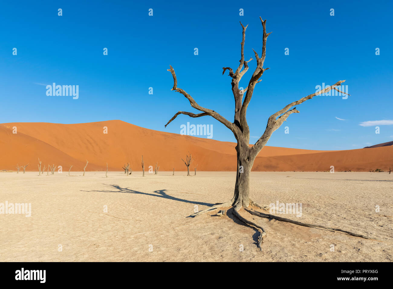 L'Afrique, la Namibie, Namib-Naukluft National Park, Deadvlei, dead acacia dans l'argile pan Banque D'Images