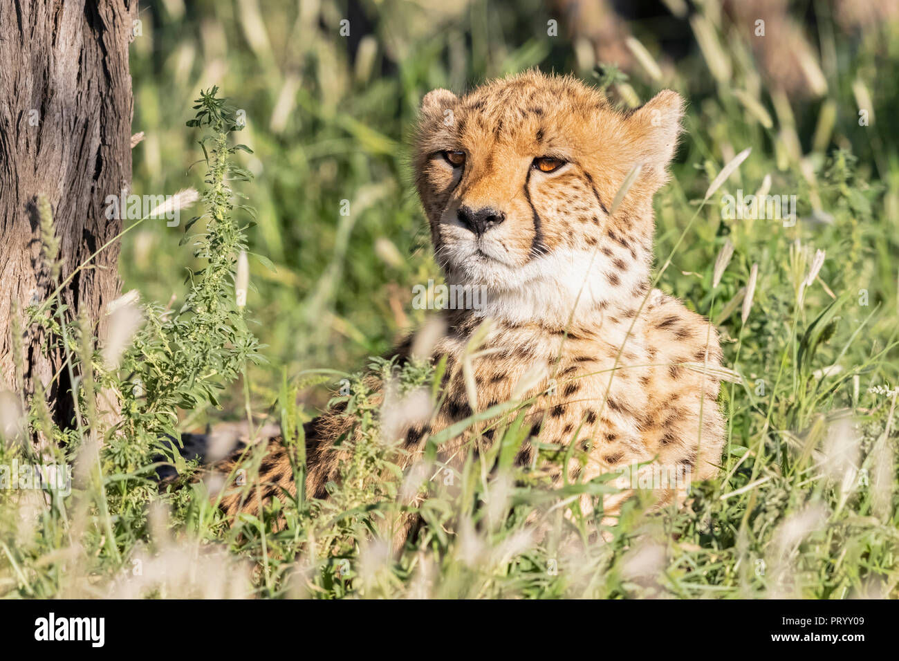 Le Botswana, Kgalagadi Transfrontier Park, le guépard, Acinonyx jubatus Banque D'Images