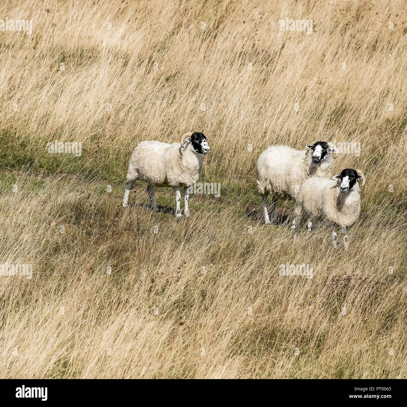 Trois moutons blancs dans un champ Banque D'Images