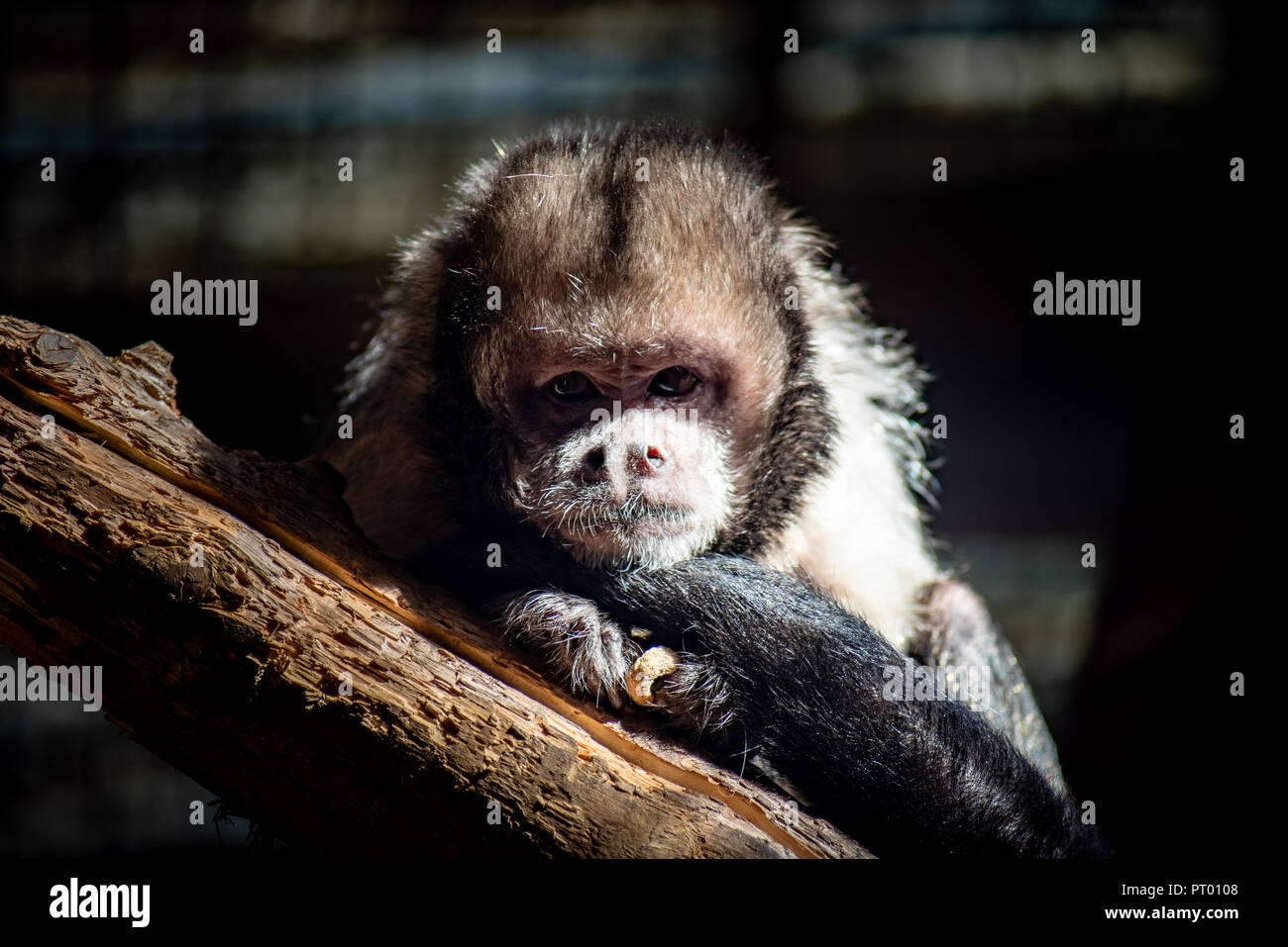 Singe capucin Banque D'Images