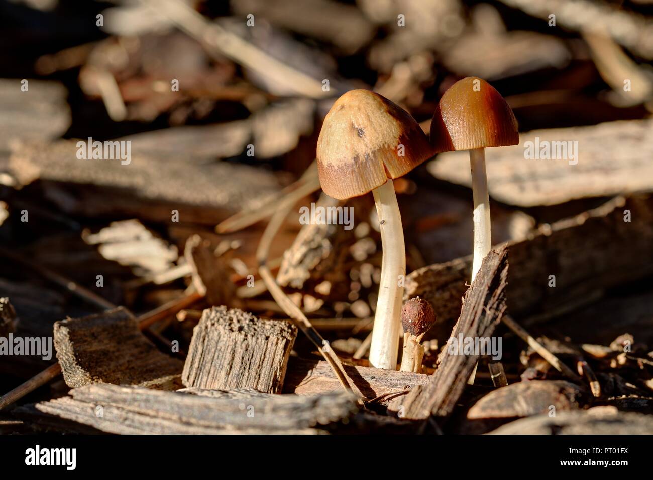 Deux petits champignons poussant dans l'automne après la pluie. Banque D'Images
