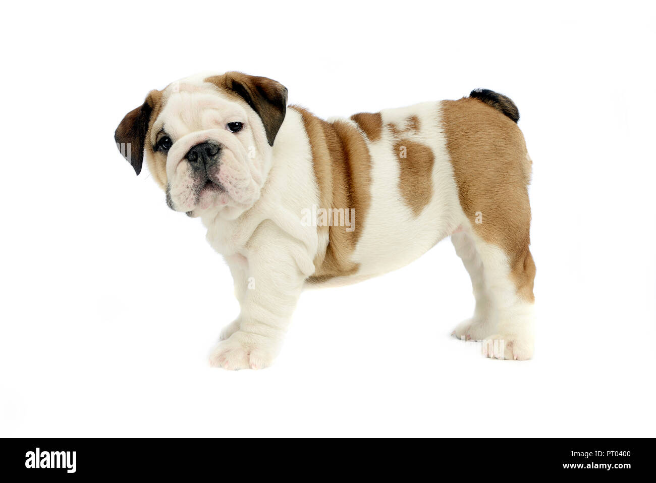 Chiot bulldog standard de bébé en blanc studio Banque D'Images