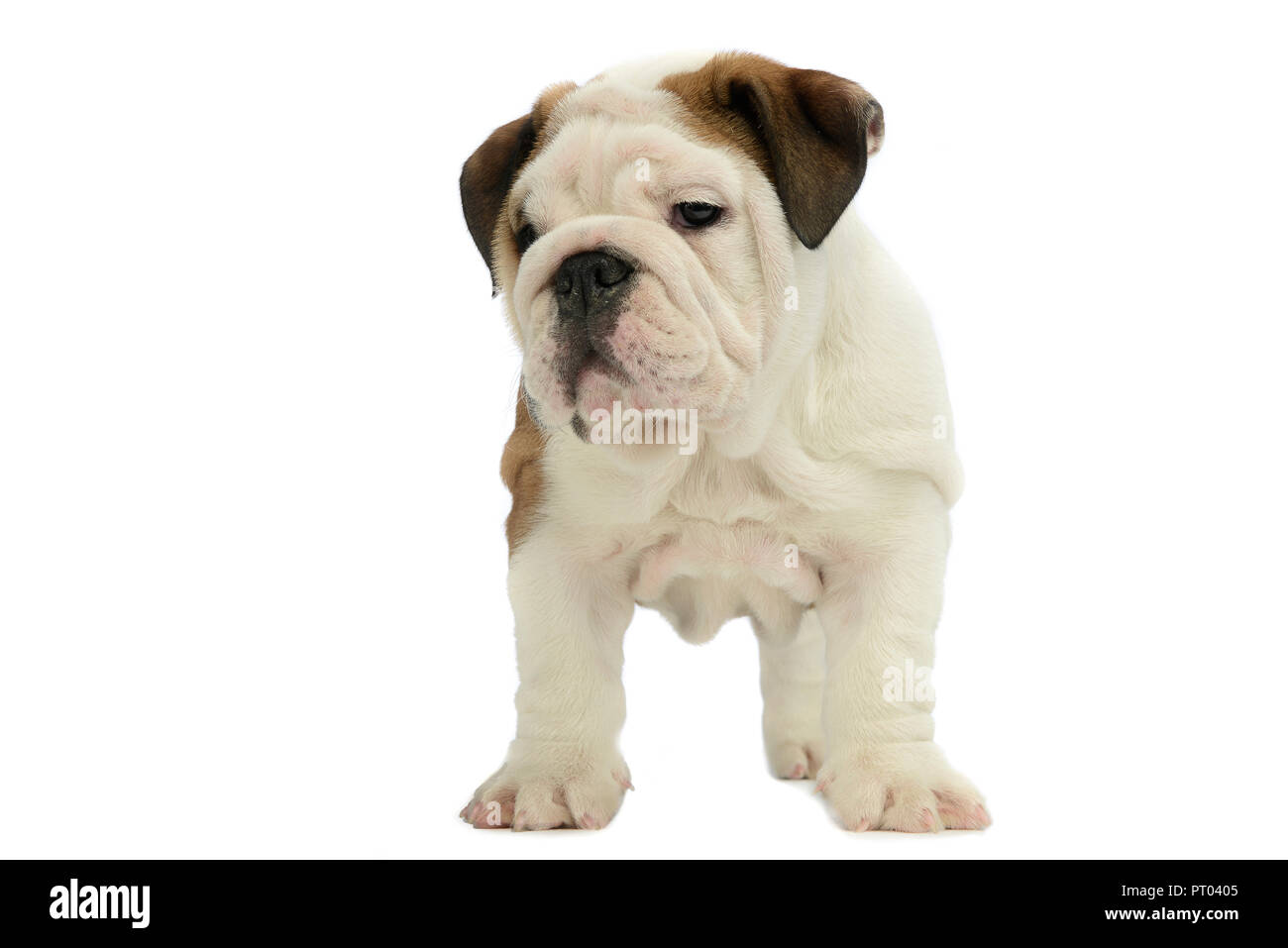 Chiot bulldog baby en blanc studio Banque D'Images