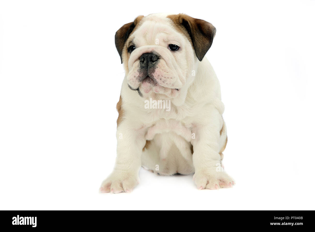 Chiot bulldog baby sitting en blanc studio Banque D'Images