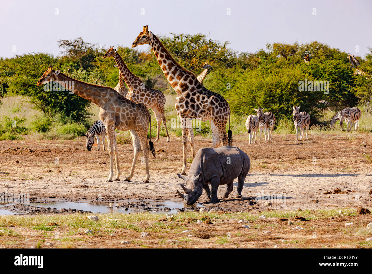 Das Paradies in Afrika - Giraffen, zèbres und ein Nashorn un eines Wasserstelle im Nationalpark Etosha en Namibie Banque D'Images