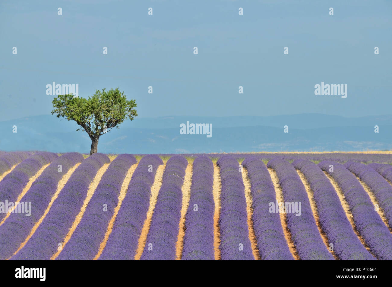 Provenza - Lavanda Banque D'Images