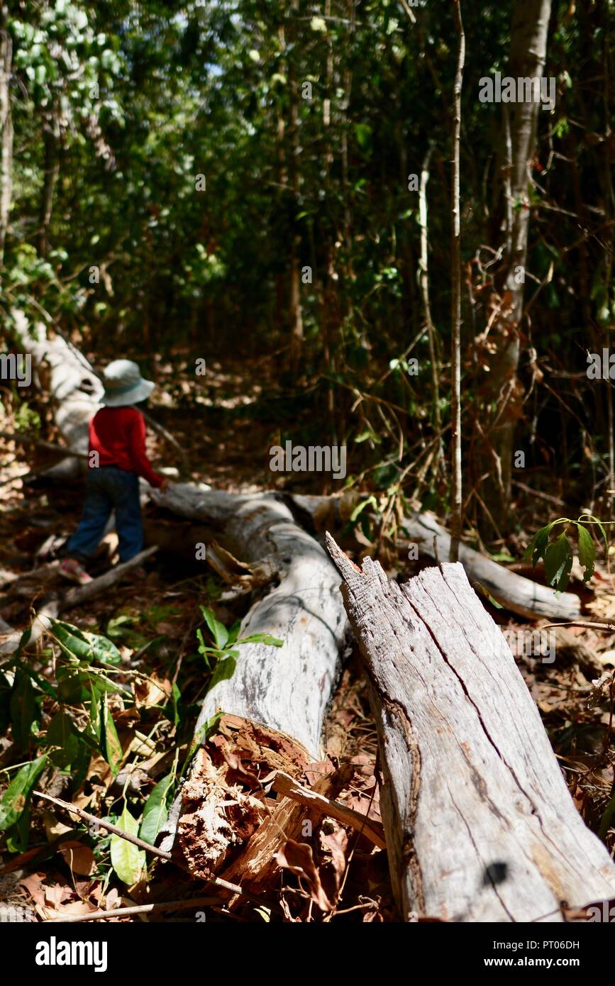 Un journal tombé sur un chemin dans le bush australien, Dalrymple gap, Queensland, Australie Banque D'Images