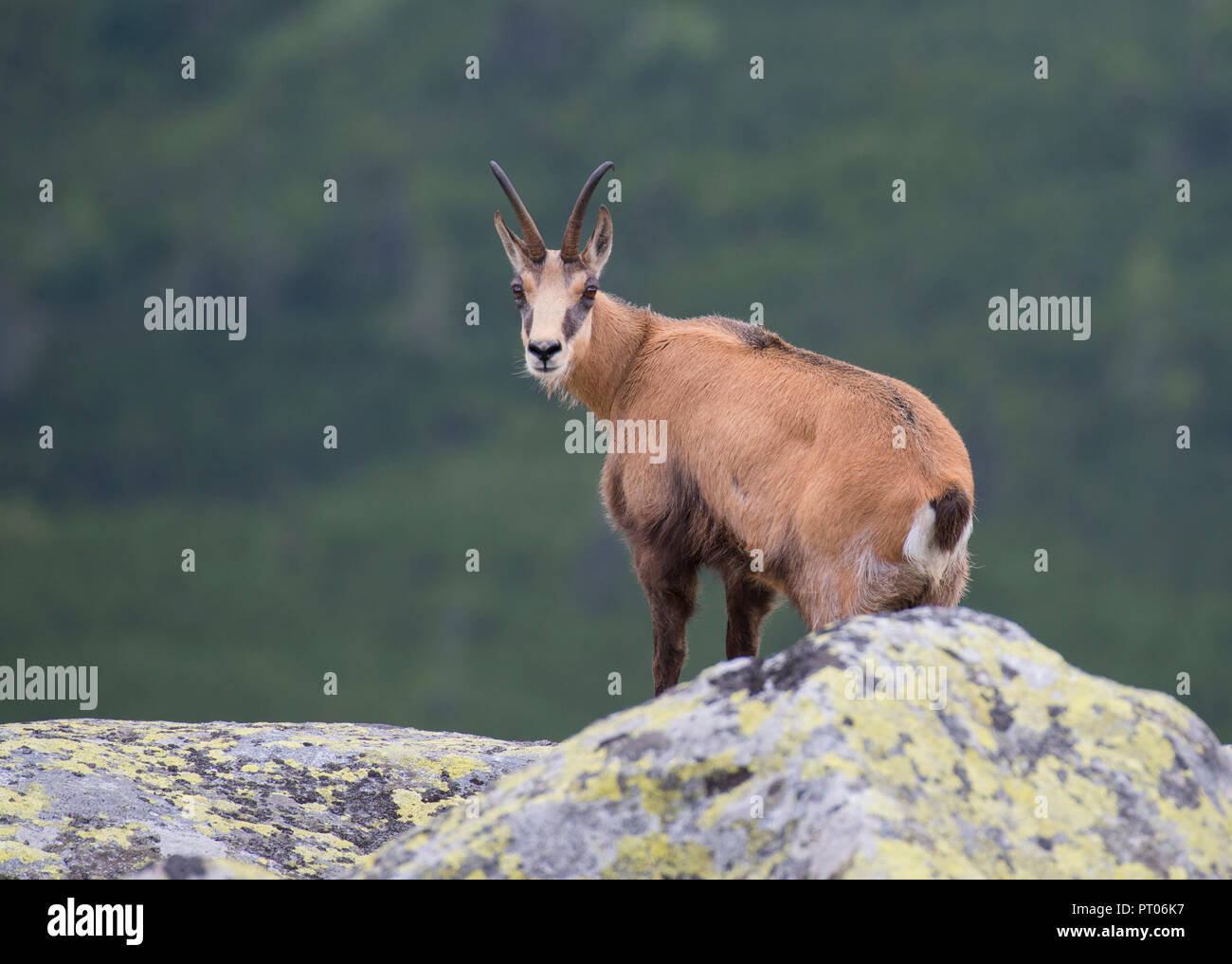 Chamois des Alpes (Rupicapra rupicapra), dans les Tatras Slovaquie Banque D'Images