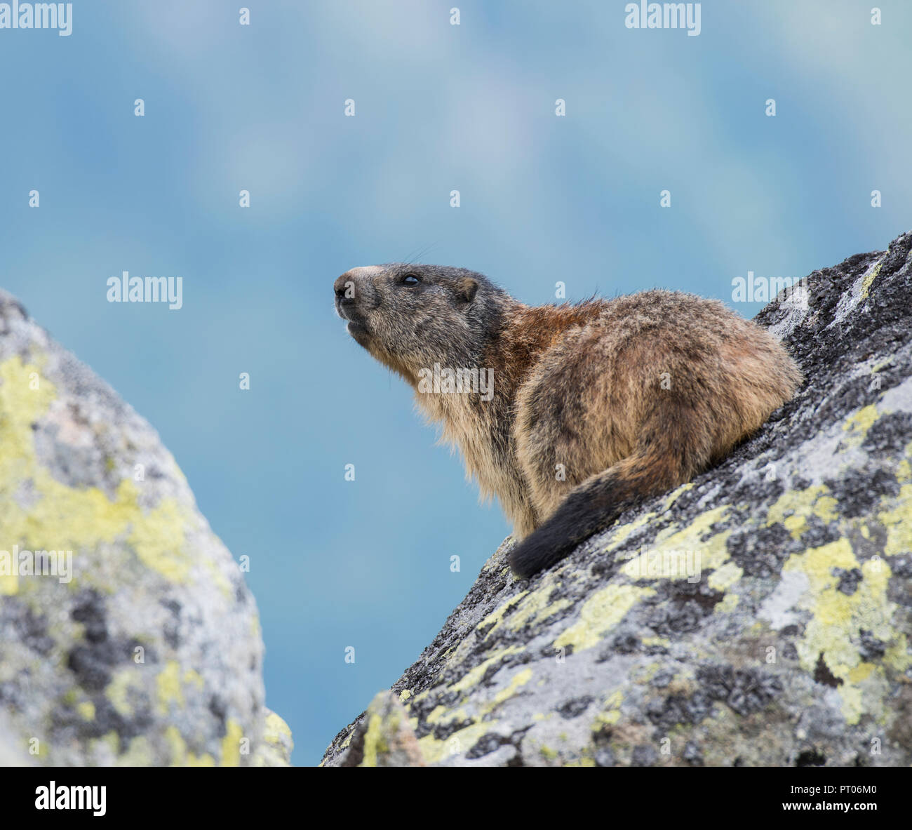 Marmotte des Alpes (Marmota marmota) assis sur un rocher couvert de lichens dans les Tatras slovaques. Banque D'Images