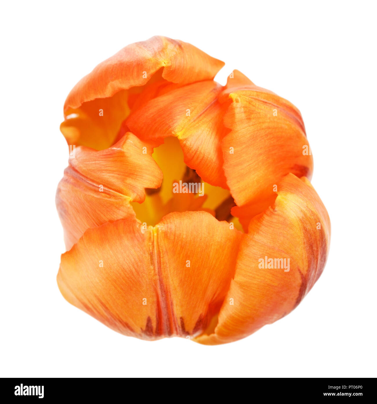 Fleur de tulipe orange, isolé sur fond blanc Banque D'Images