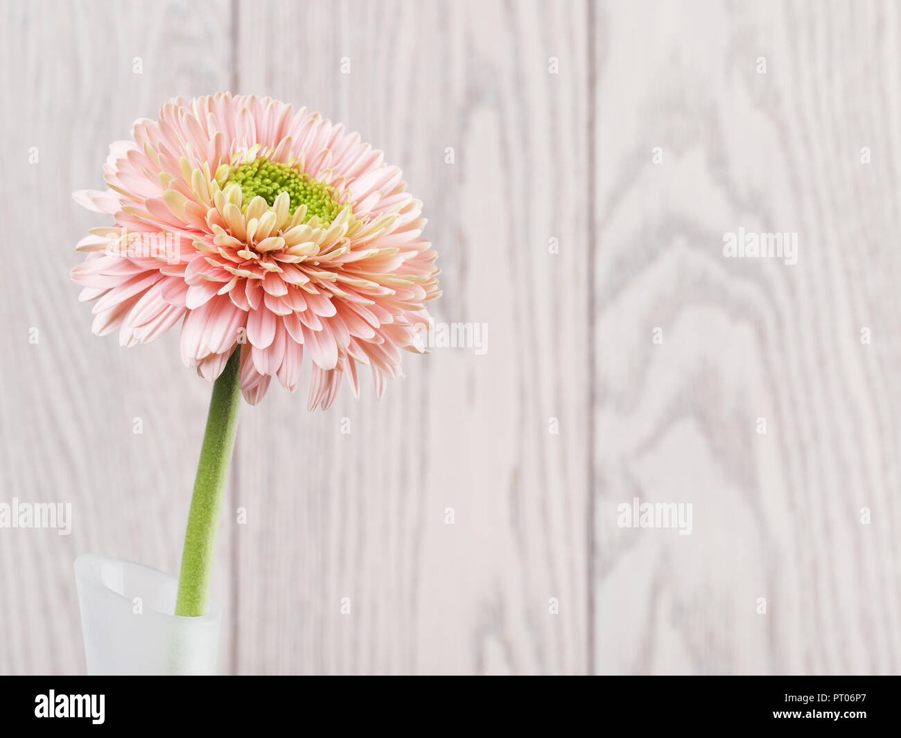 Gerbera rose dans un vase de fleurs Daisy sur fond de bois Banque D'Images
