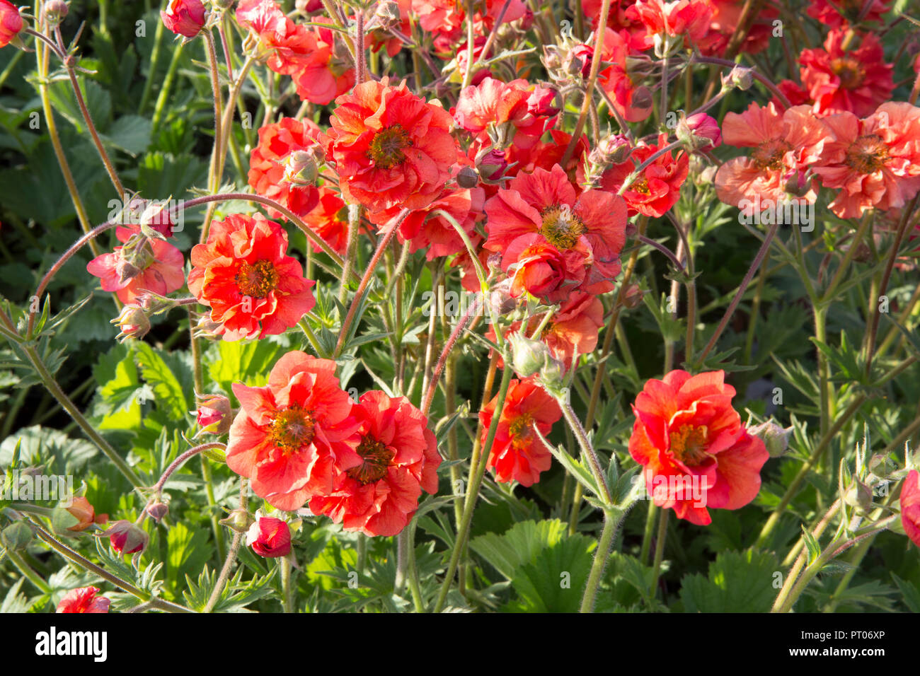 Geum 'Scarlet Tempest' Banque D'Images