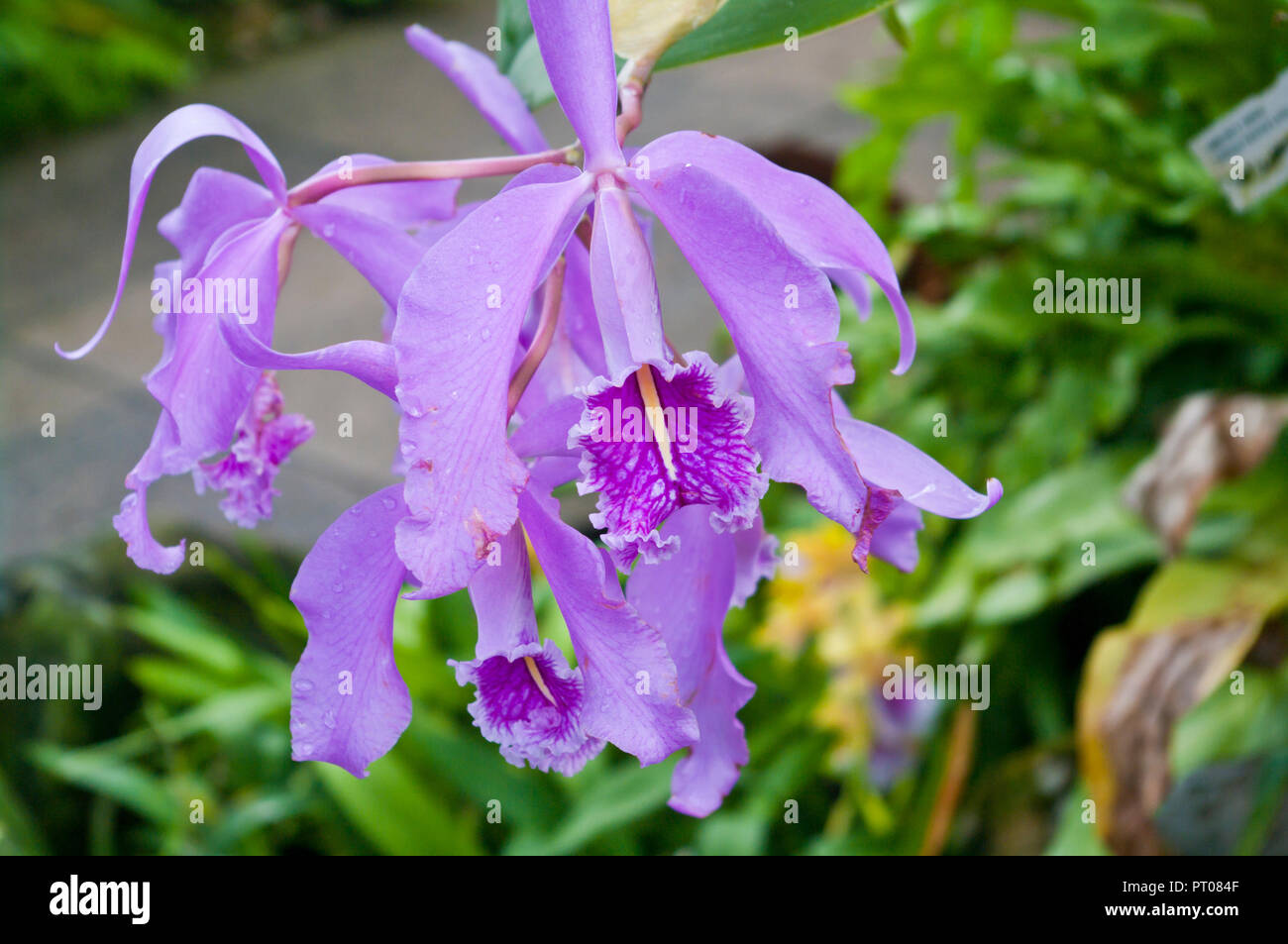 Orchidée Cattleya maxima Lindl Banque D'Images