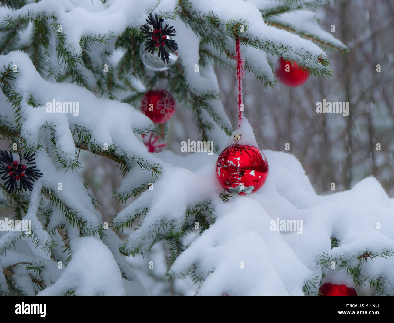 Ampoules de Noël couvert de neige étendus dehors Banque D'Images