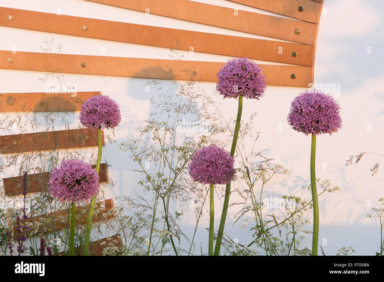 L'allium et Anthriscus sylvestris en frontière, un fauteuil inclinable à lattes et blanc mur jardin- Spa Garden - Jardin Moléculaire, RHS Printemps Malvern Banque D'Images