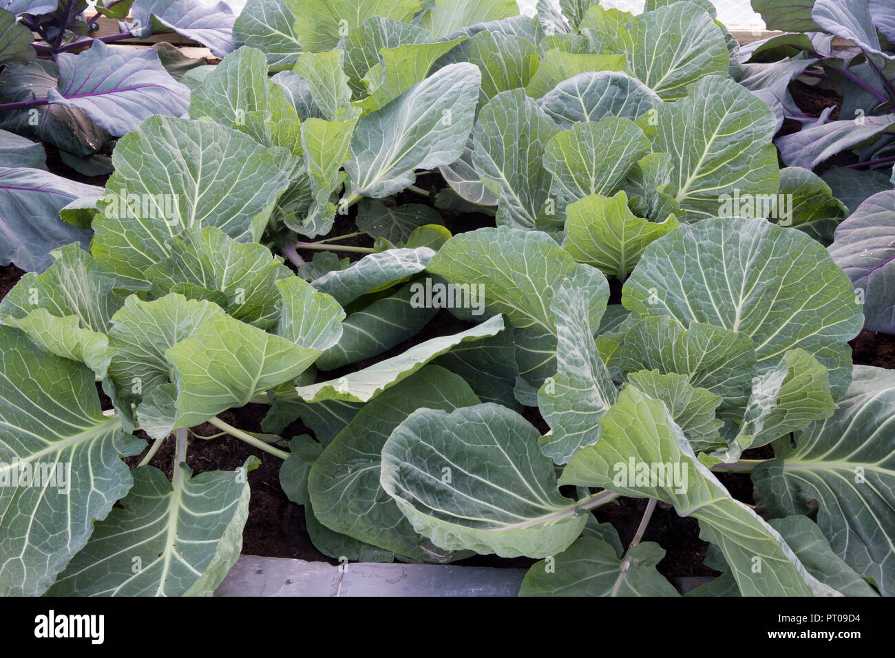 Bio jeunes plantes de culture de chou blanc croissant en rangées dans Printemps sur une allotissement dans l'Angleterre du Royaume-Uni Banque D'Images