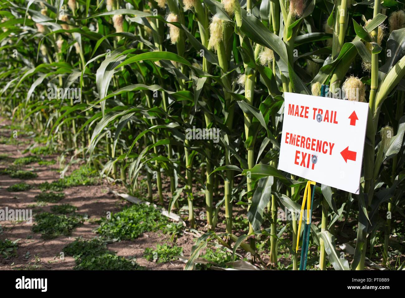 Un panneau dans un labyrinthe de maïs pointant vers une sortie de secours. Banque D'Images
