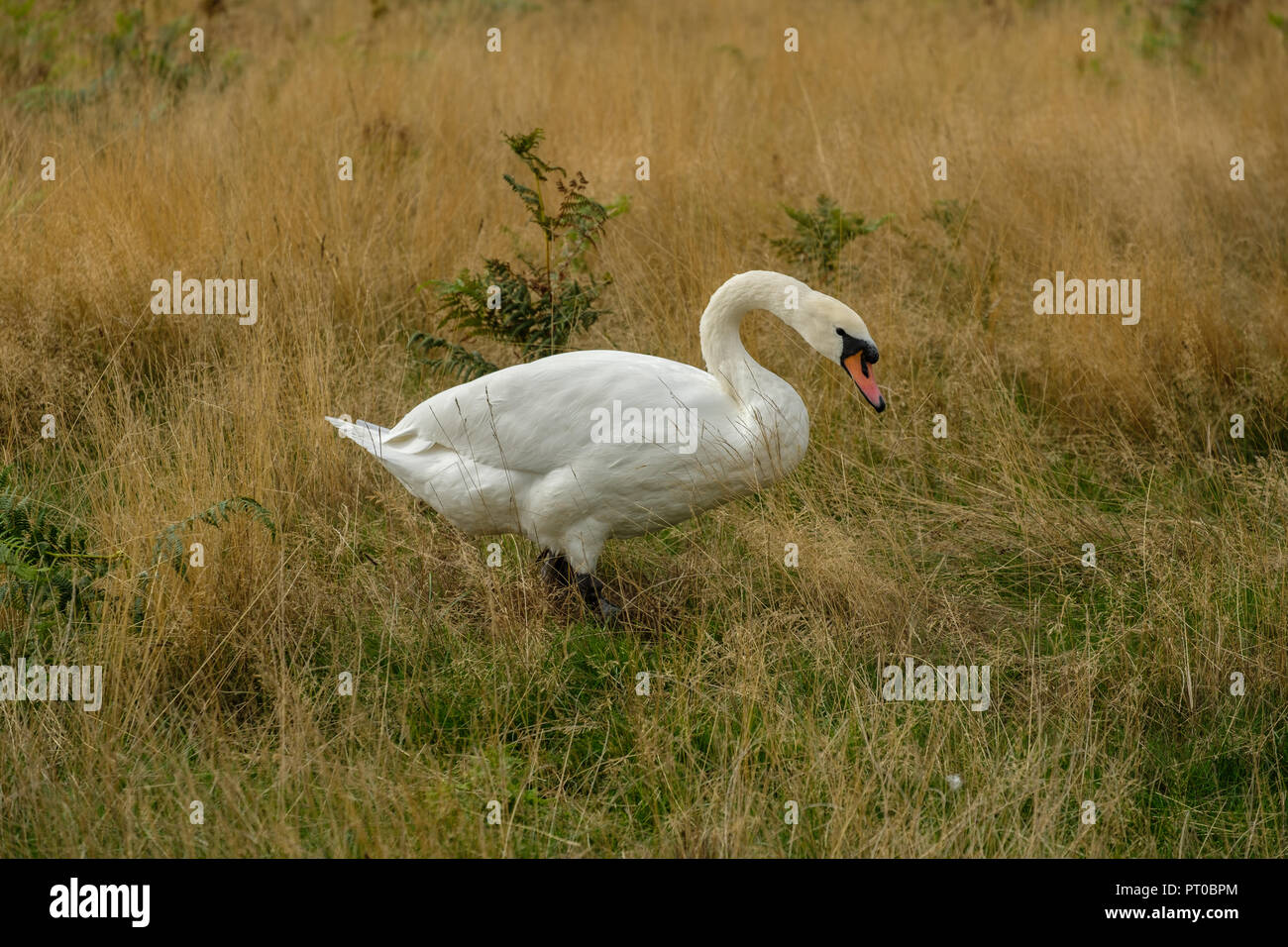 Cygne tuberculé Cygnus olor Banque D'Images