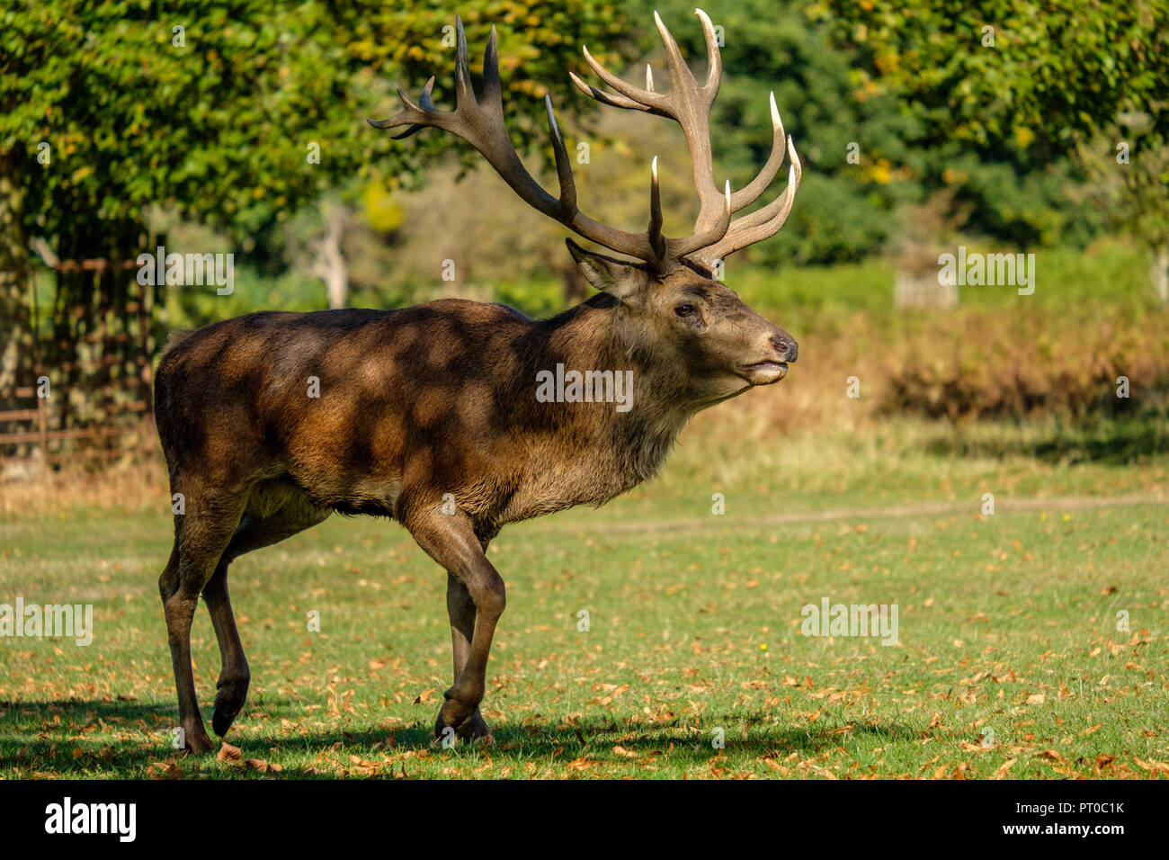 Red Deer Cervus elaphus Stag at Bushy Park Hampton London UK Banque D'Images