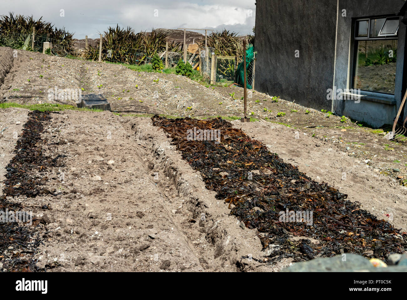 L'Irlande, le Connemara, l'île Inishboffin, Inis Bo Finne (île de la vache blanche) se trouve à 11 kilomètres au large de la côte de Galway. L'île est 5.7km par 4km. Banque D'Images