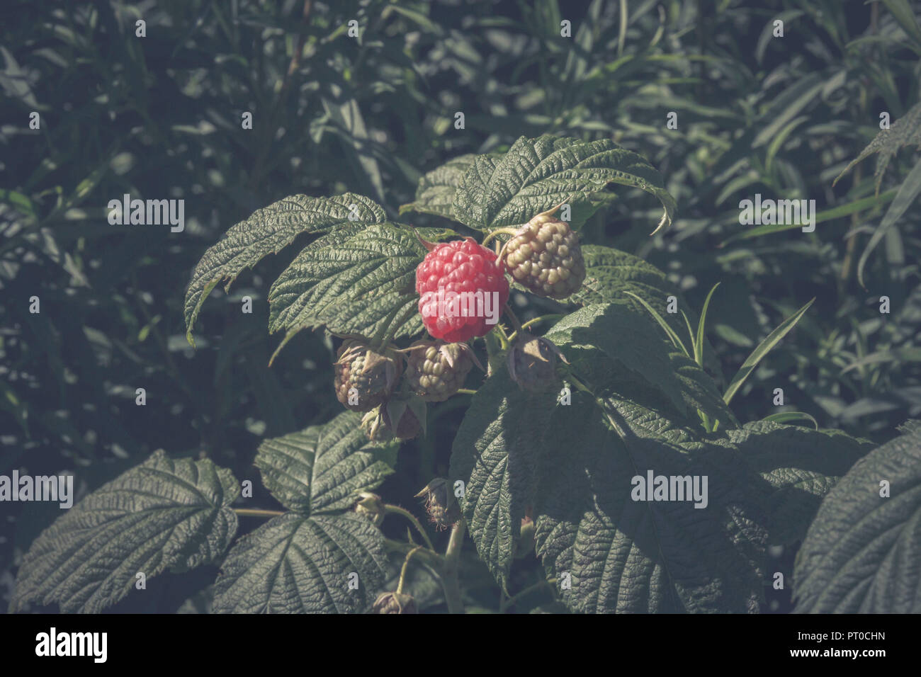 Une grande maturité, framboise et autres fruits pas mûrs sur un buisson. Banque D'Images